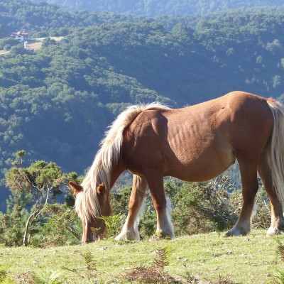 Horse-riding routes in Loarre Castle