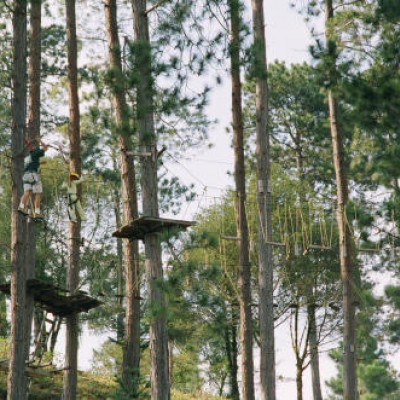 Tree – top walks and zip-wire